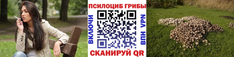 как найти закладки  Ардон  Псилоцибиновые грибы MAGIC MUSHROOMS 